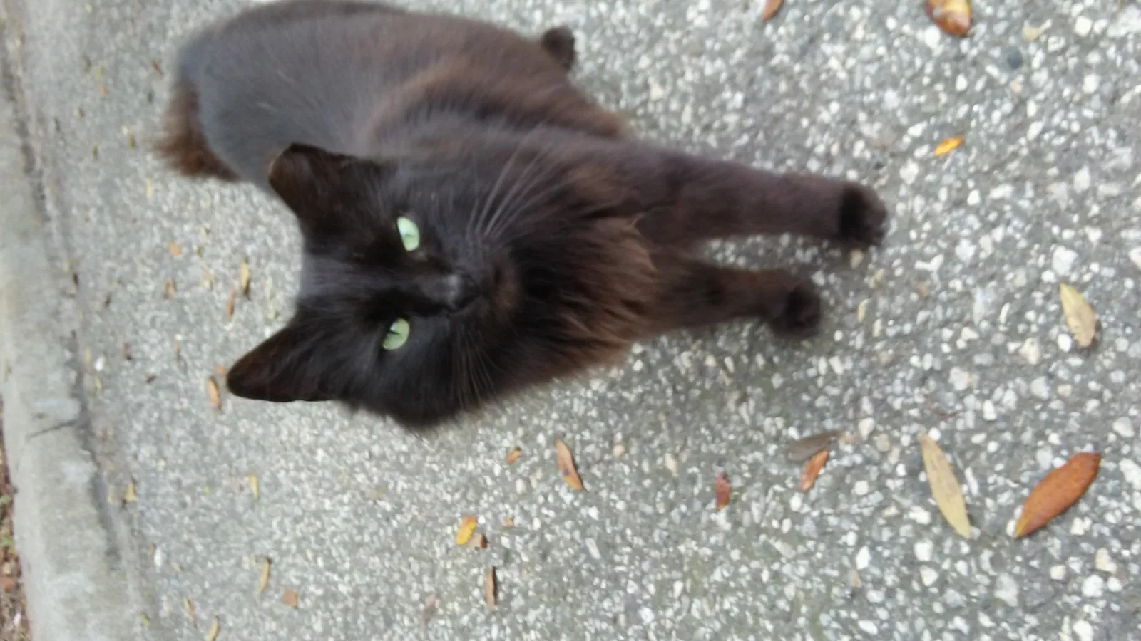 Lost cat in Land O Lakes, FL, 34637