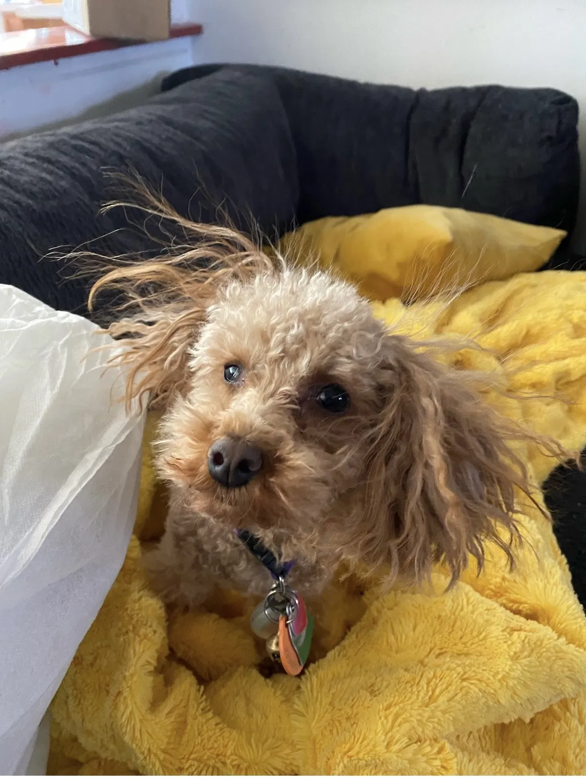 Lost dog in Newark, DE, 19711