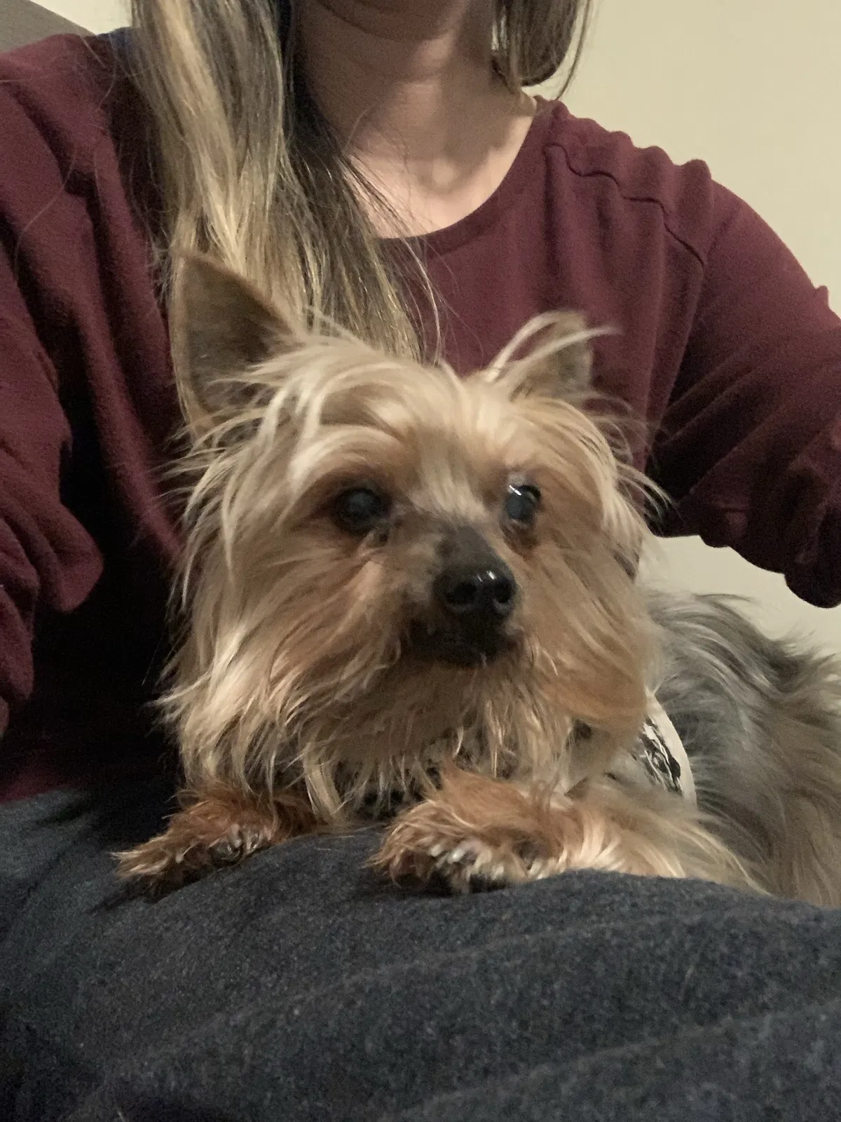 Lost dog in La Mesa, CA, 91941