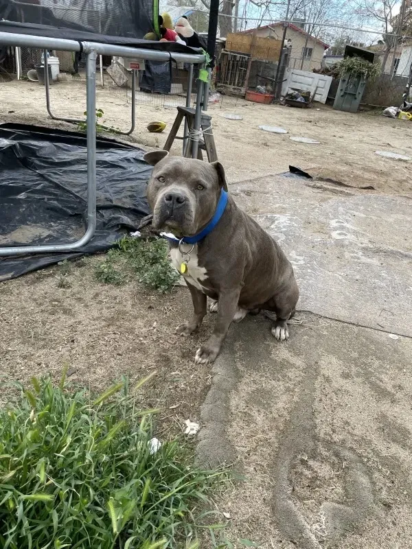 Lost dog in Bakersfield, CA, 93307