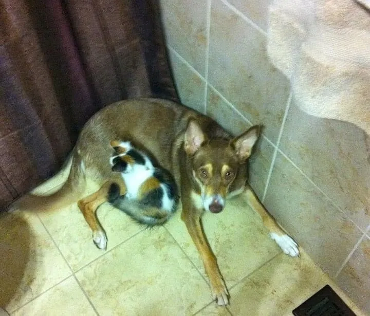 Lost dog in Cleburne, TX, 76033