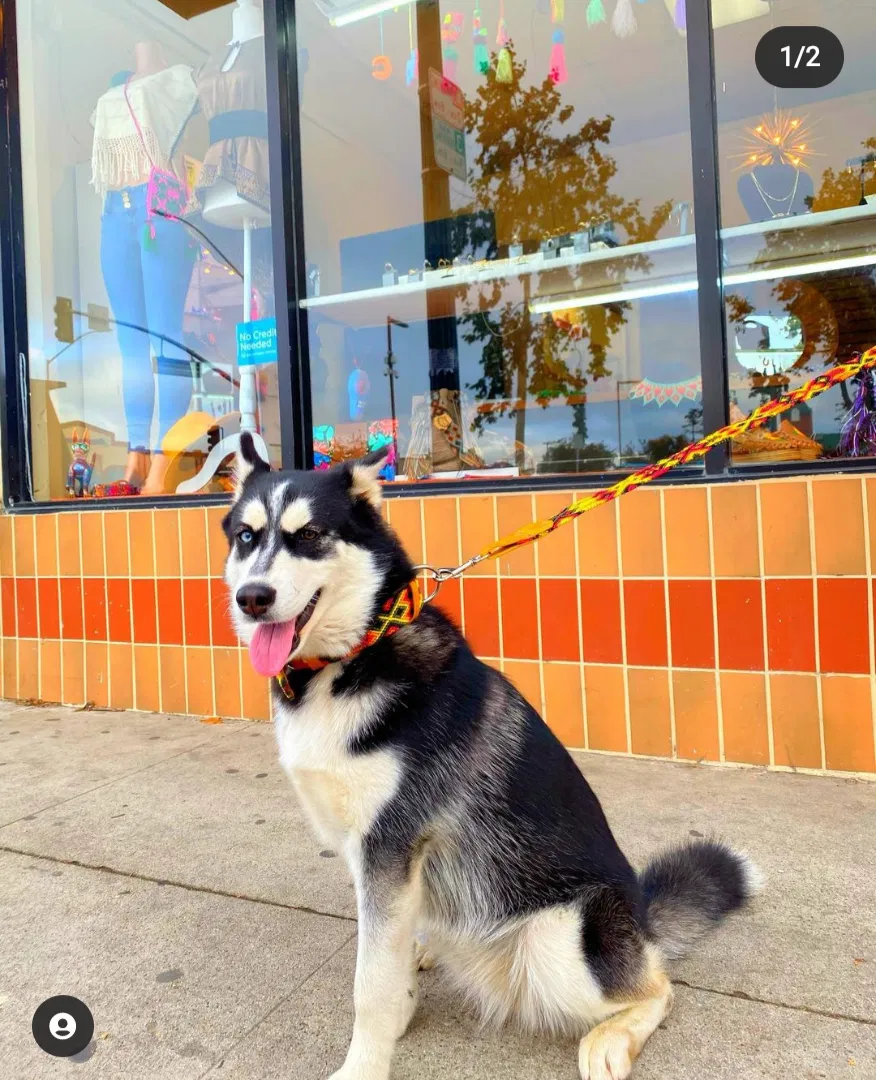 Lost dog in Ventura, CA, 93001