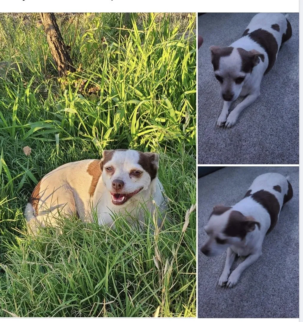 Lost dog in Fresno, CA, 93722