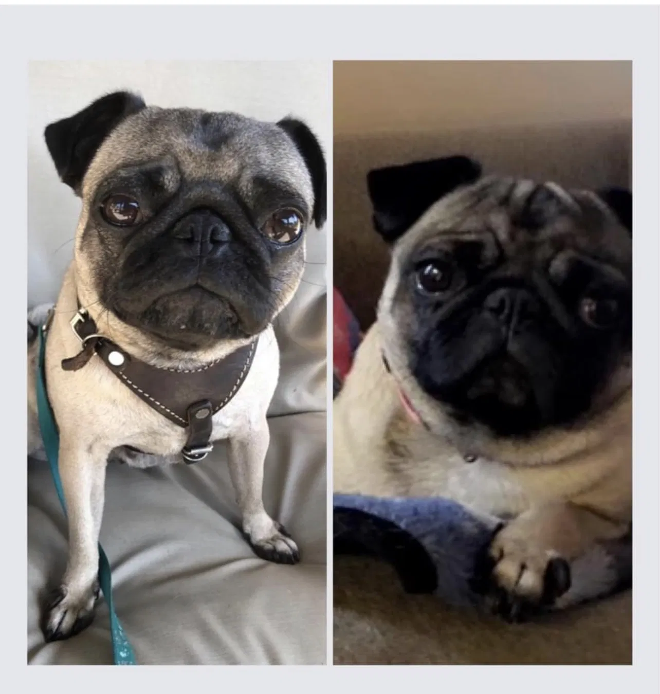 Lost dog in Weslaco, TX, 78599