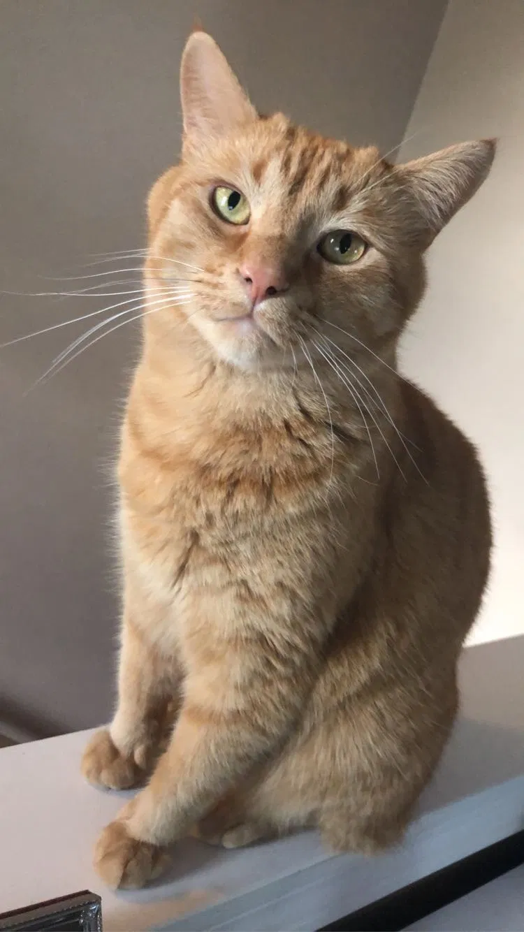 Lost cat in Racine, WI, 53406