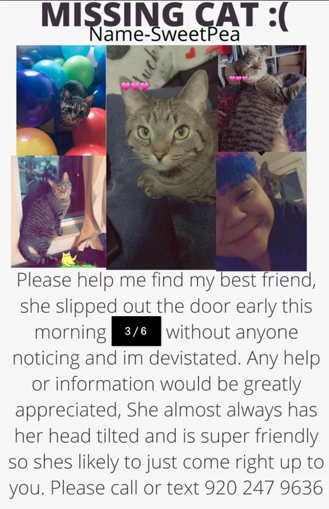 Lost cat in Greeley, CO, 80634