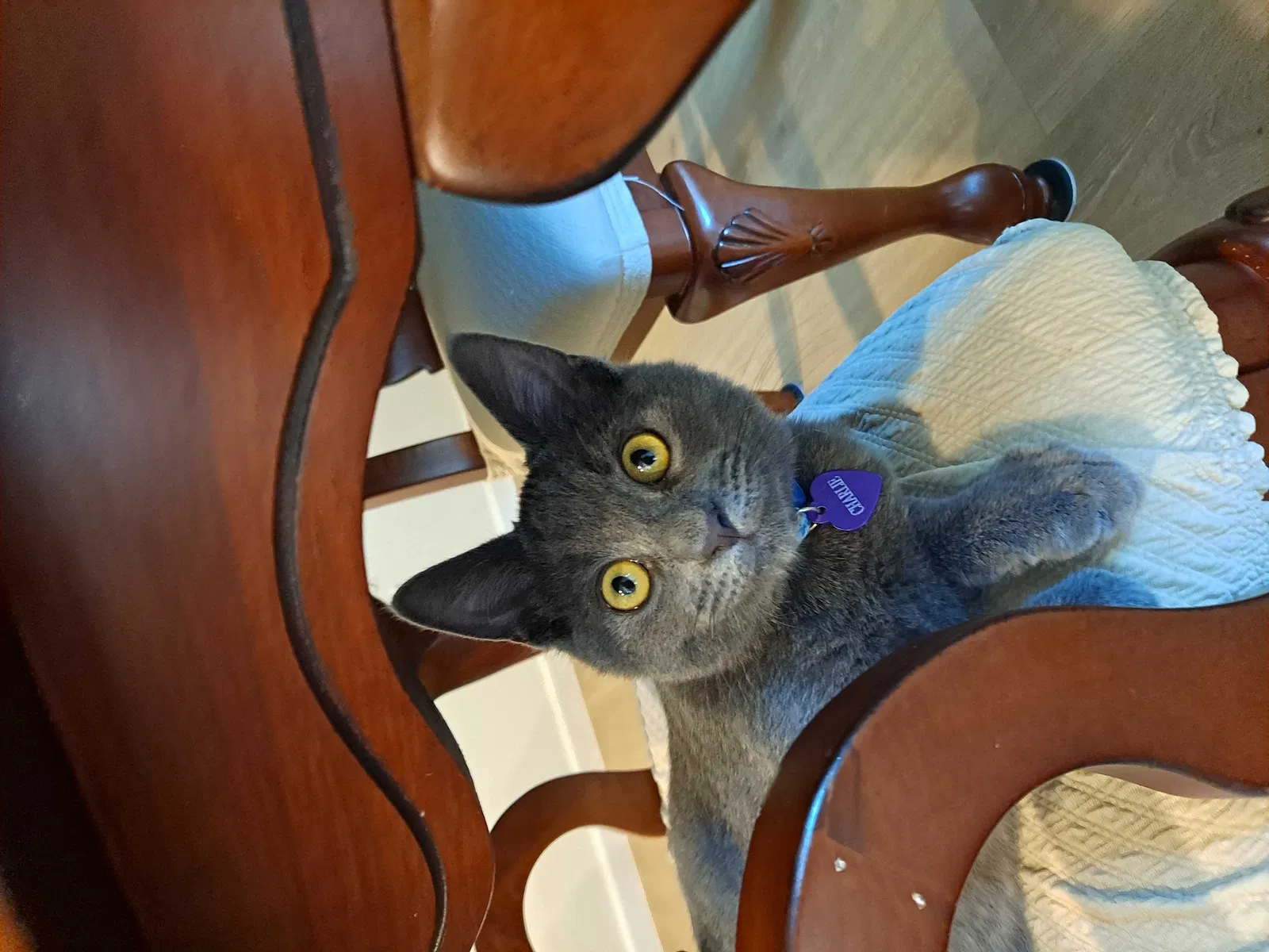 Lost cat in Fort Worth, TX, 76137