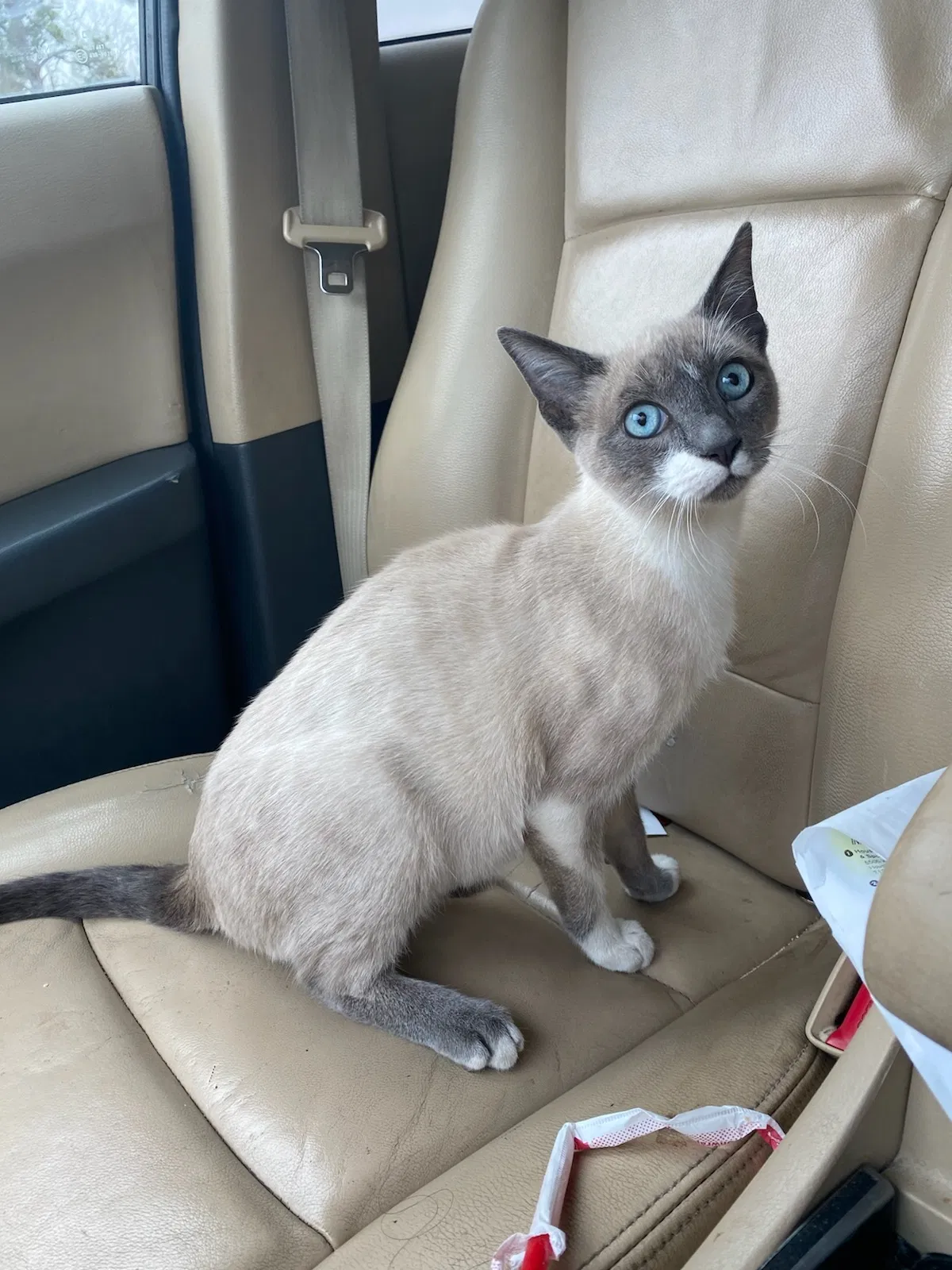 Lost cat in Houston, TX, 77021