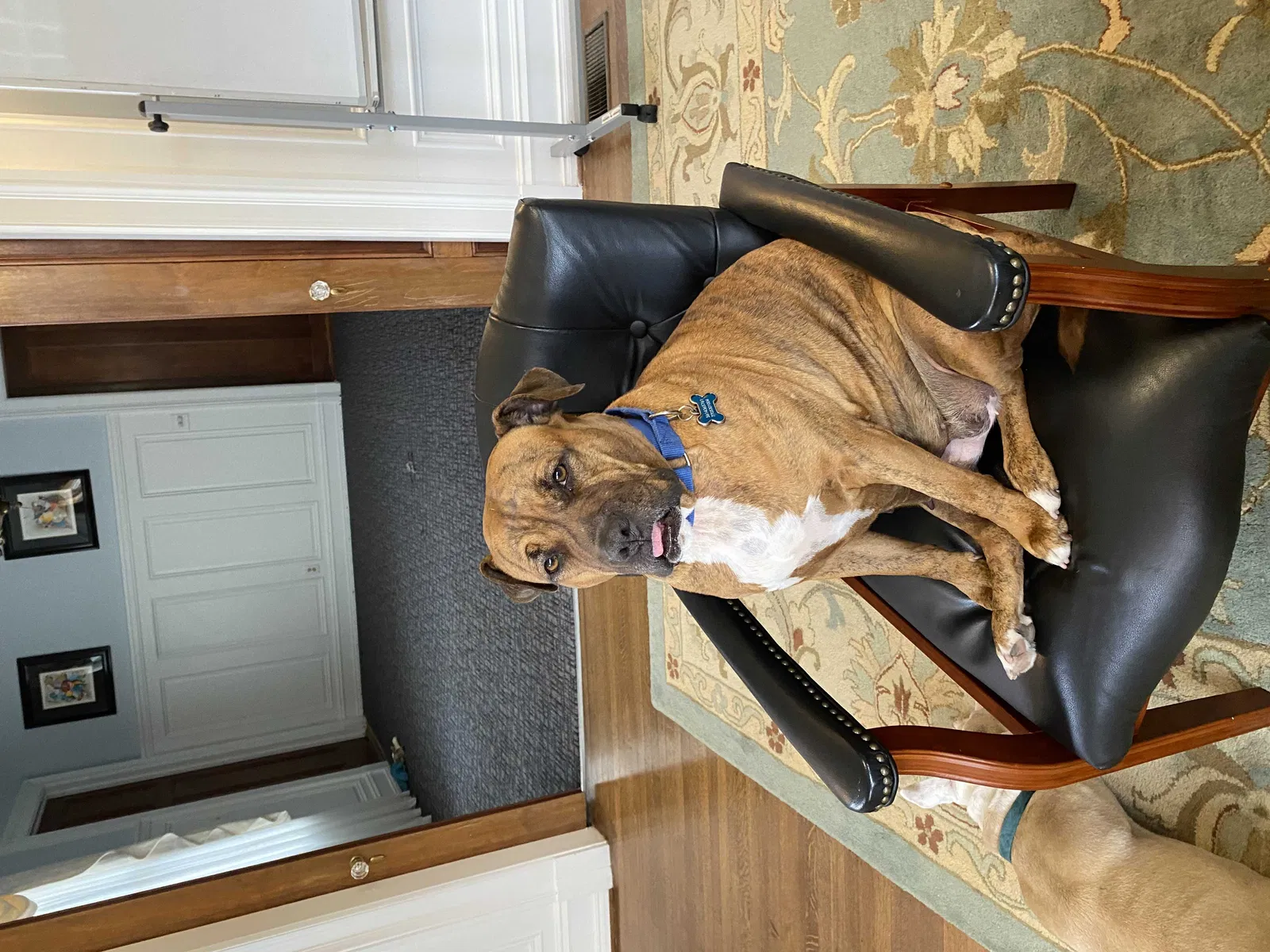 Lost dog in Buford, GA, 30518