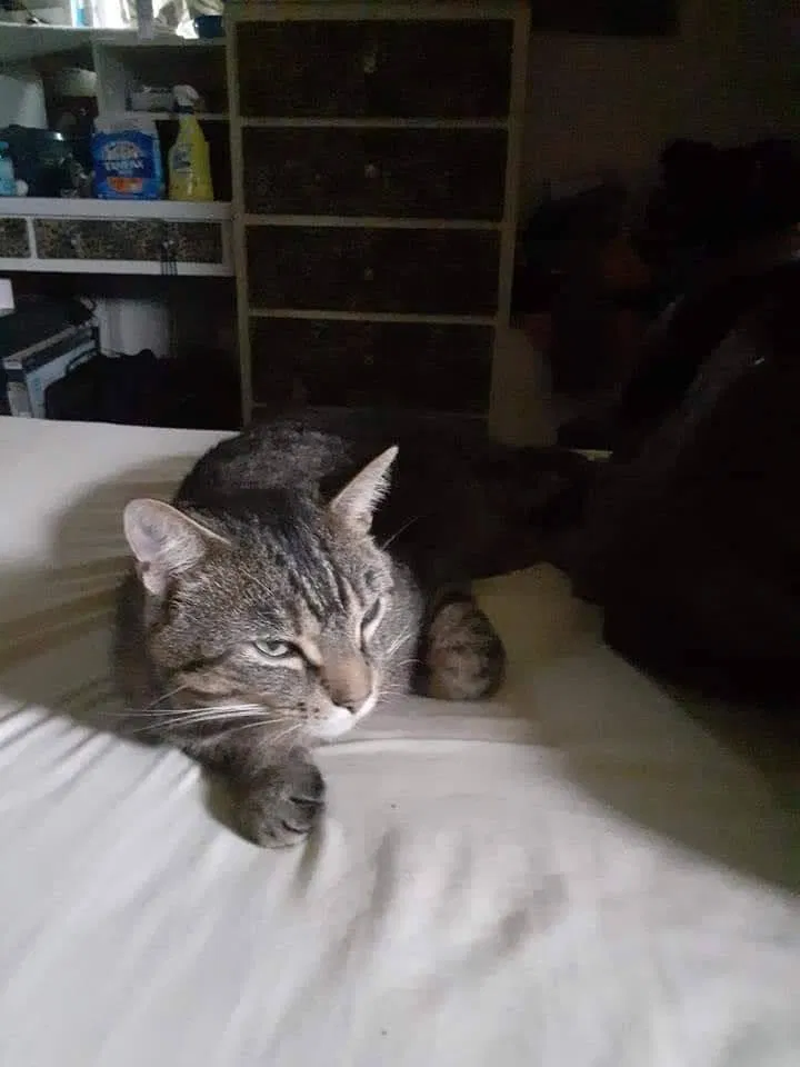 Lost cat in Cardington, OH, 43315