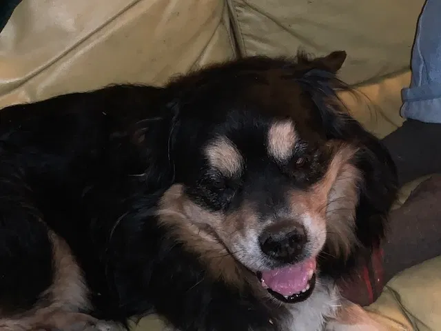 Lost dog in Pomona, CA, 91766