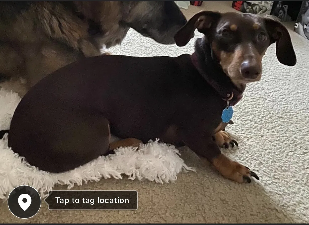 Lost dog in Hollister, MO, 65672