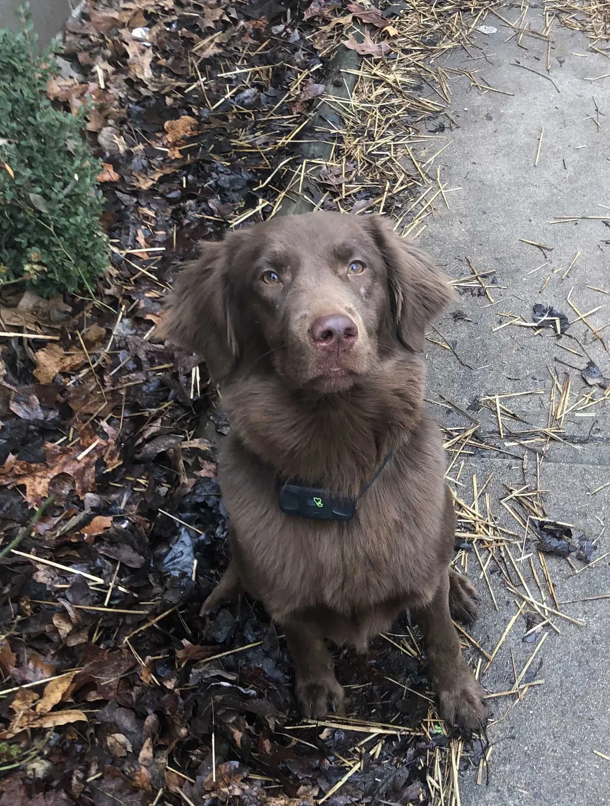 Lost dog in Sarcoxie, MO, 64862