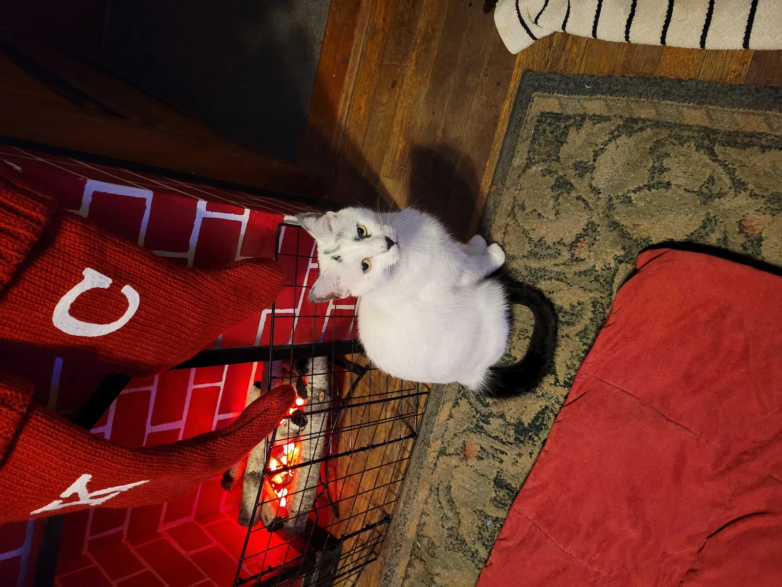 Lost cat in Lynn, MA, 1905