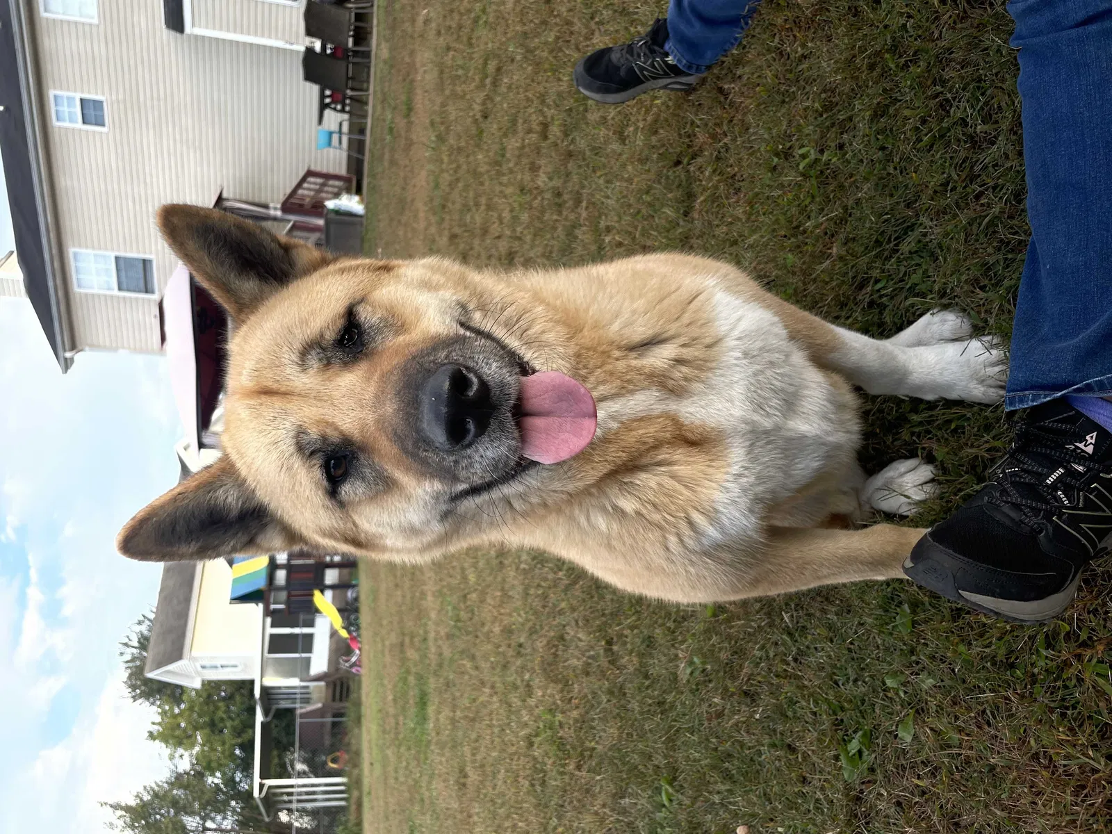 Lost dog in Clarksville, TN, 37042