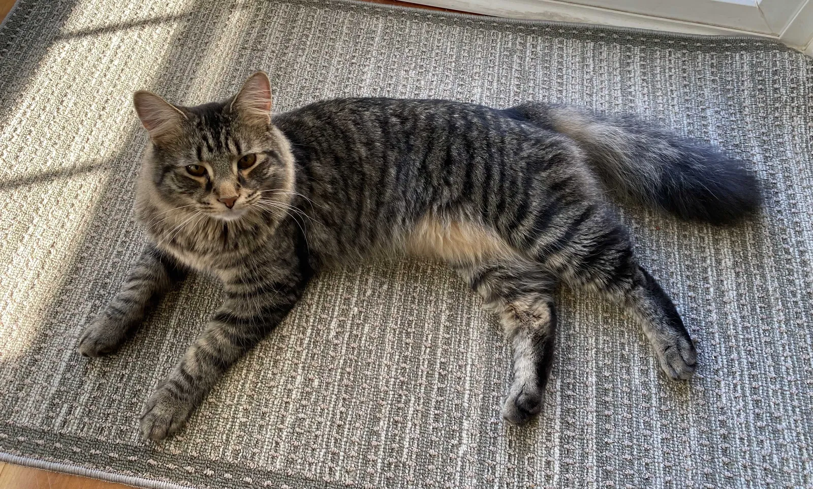 Lost cat in Hanover, PA, 17331