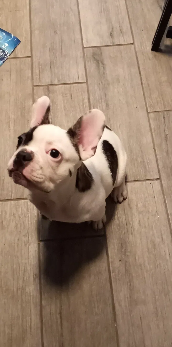 Lost dog in Lake Elsinore, CA, 92530