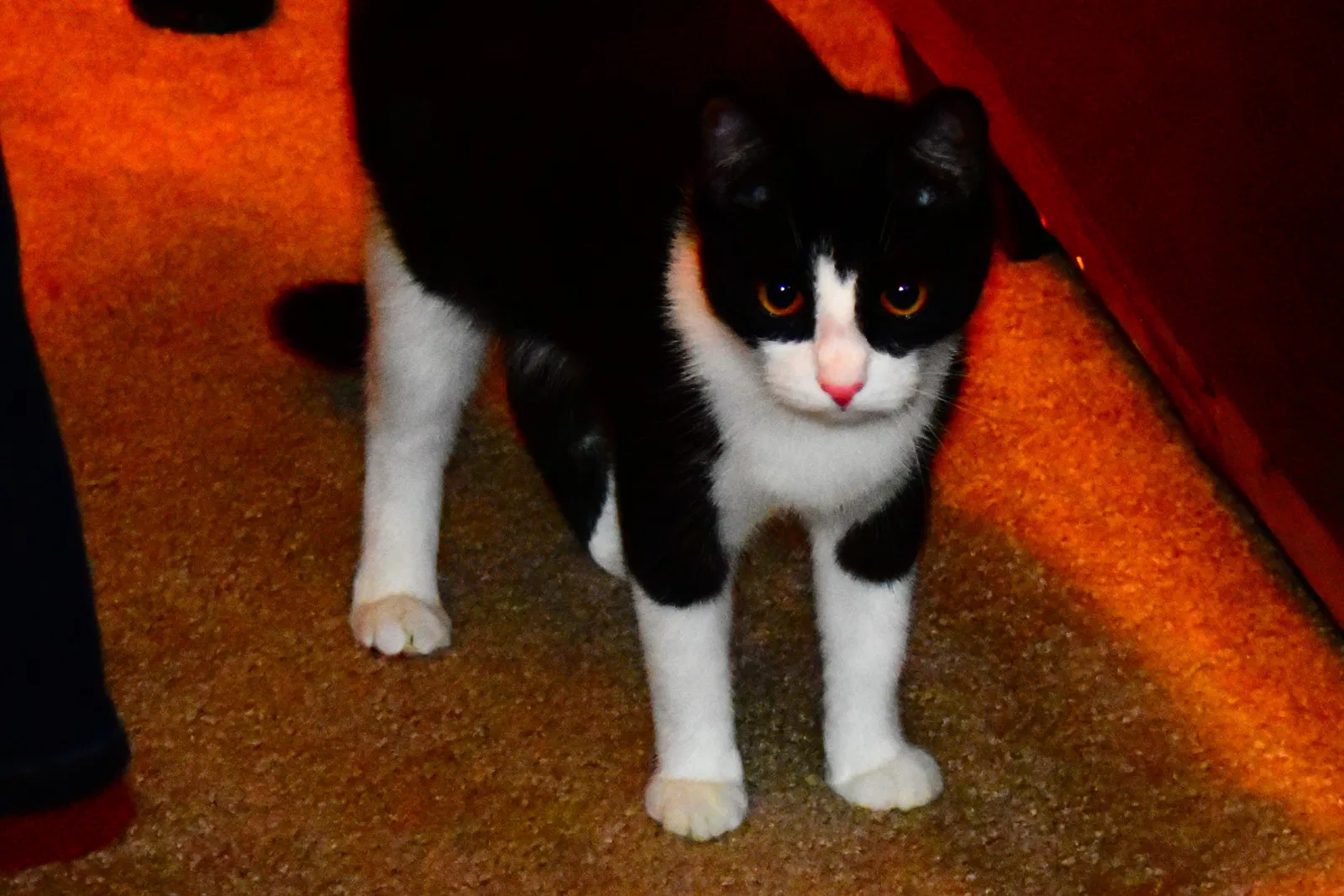 Lost cat in Patchogue, NY, 11772