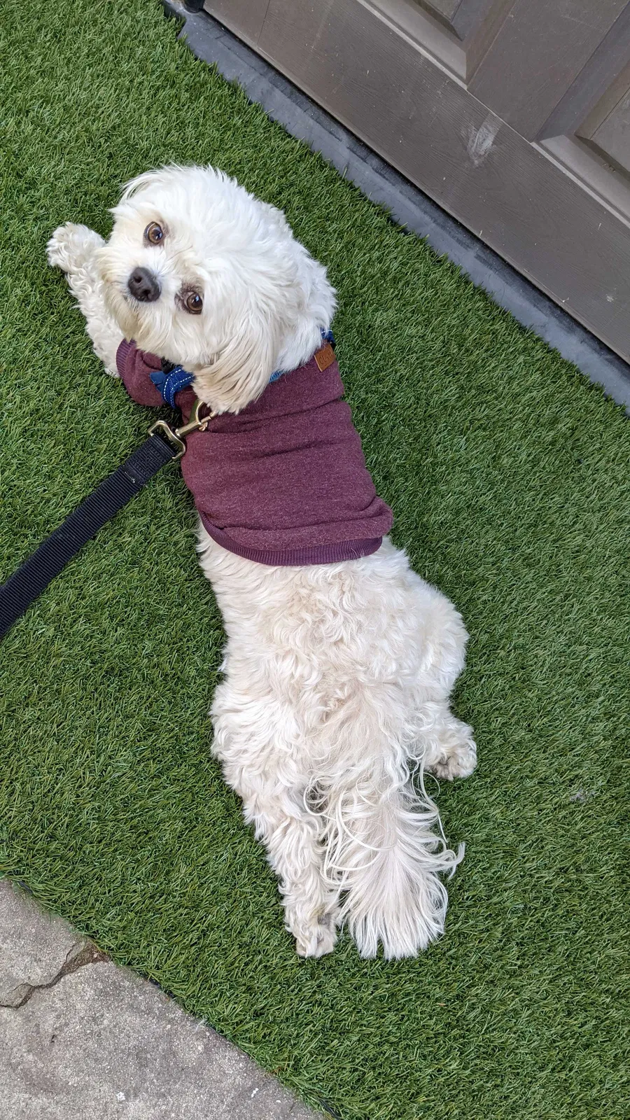 Lost dog in Temple City, CA, 91780