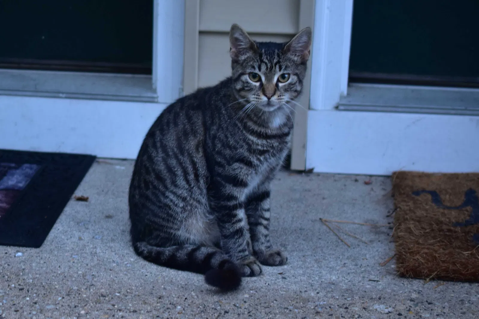 Lost cat in Patchogue, NY, 11772