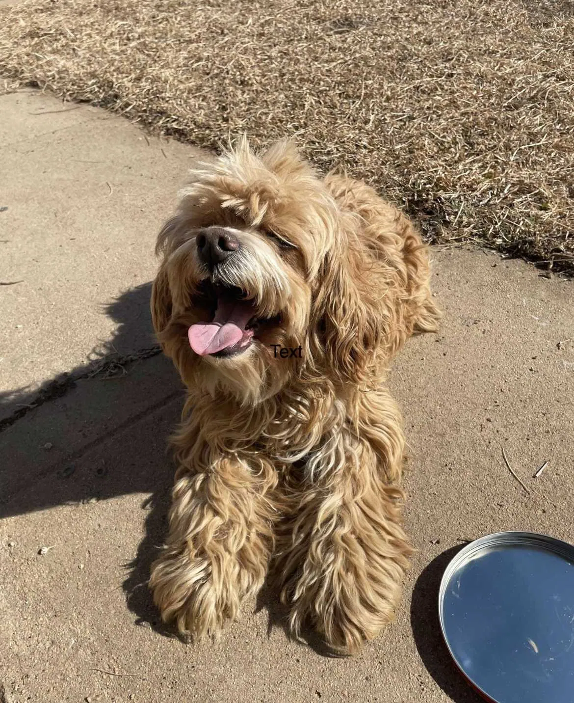 Lost dog in Oklahoma City, OK, 73118