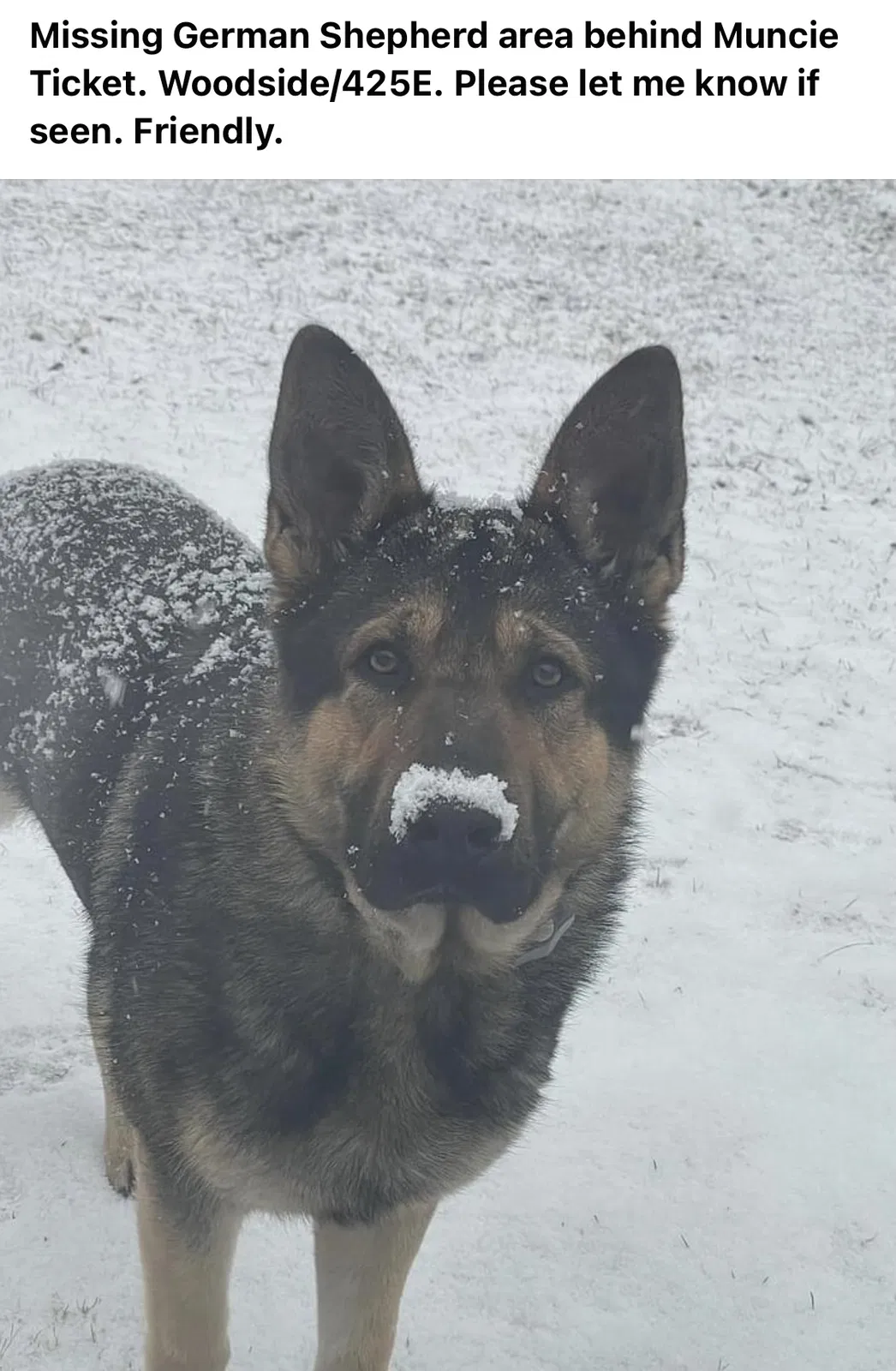 Lost dog in Albany, IN, 47320