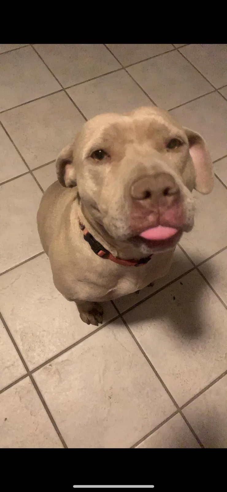 Lost dog in Dallas, TX, 75224