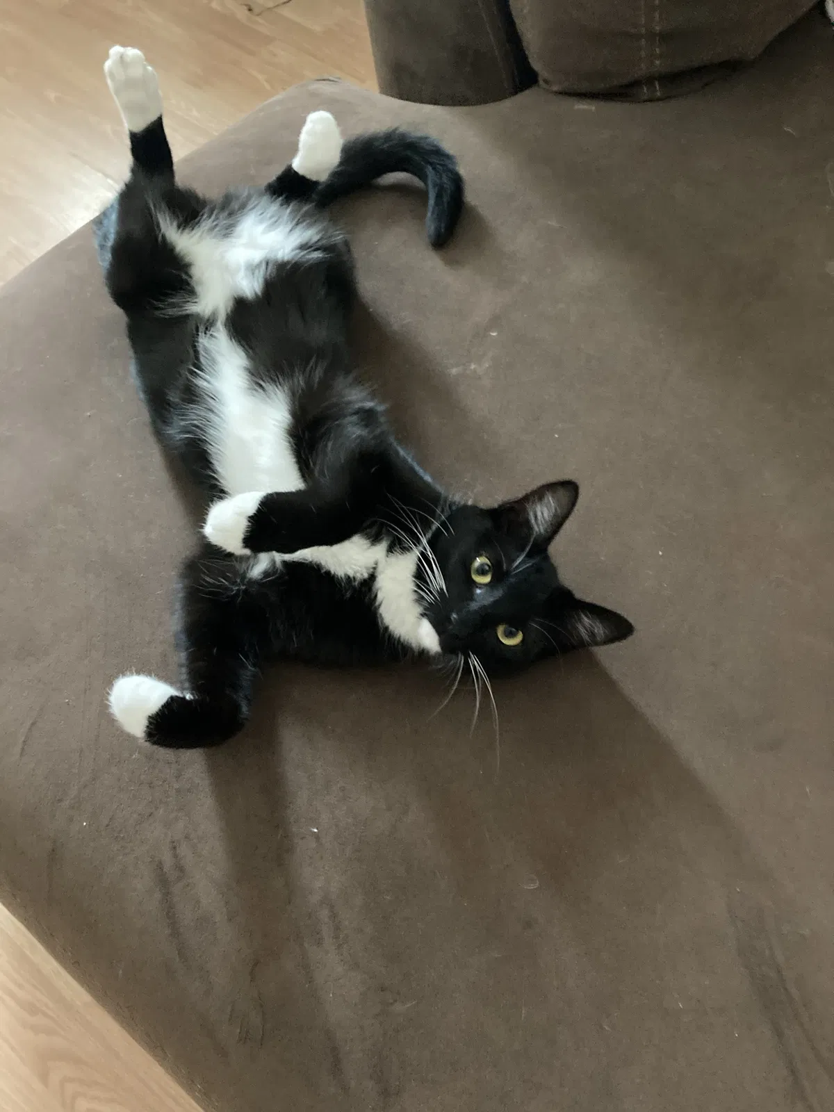 Lost cat in Menifee, CA, 92584