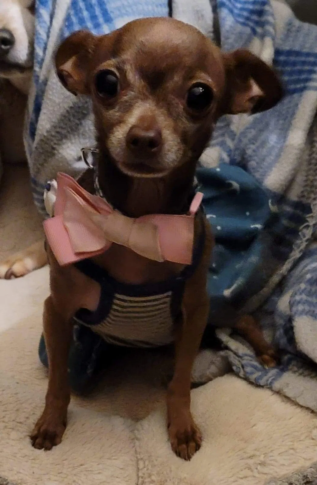 Lost dog in Tehachapi, CA, 93561