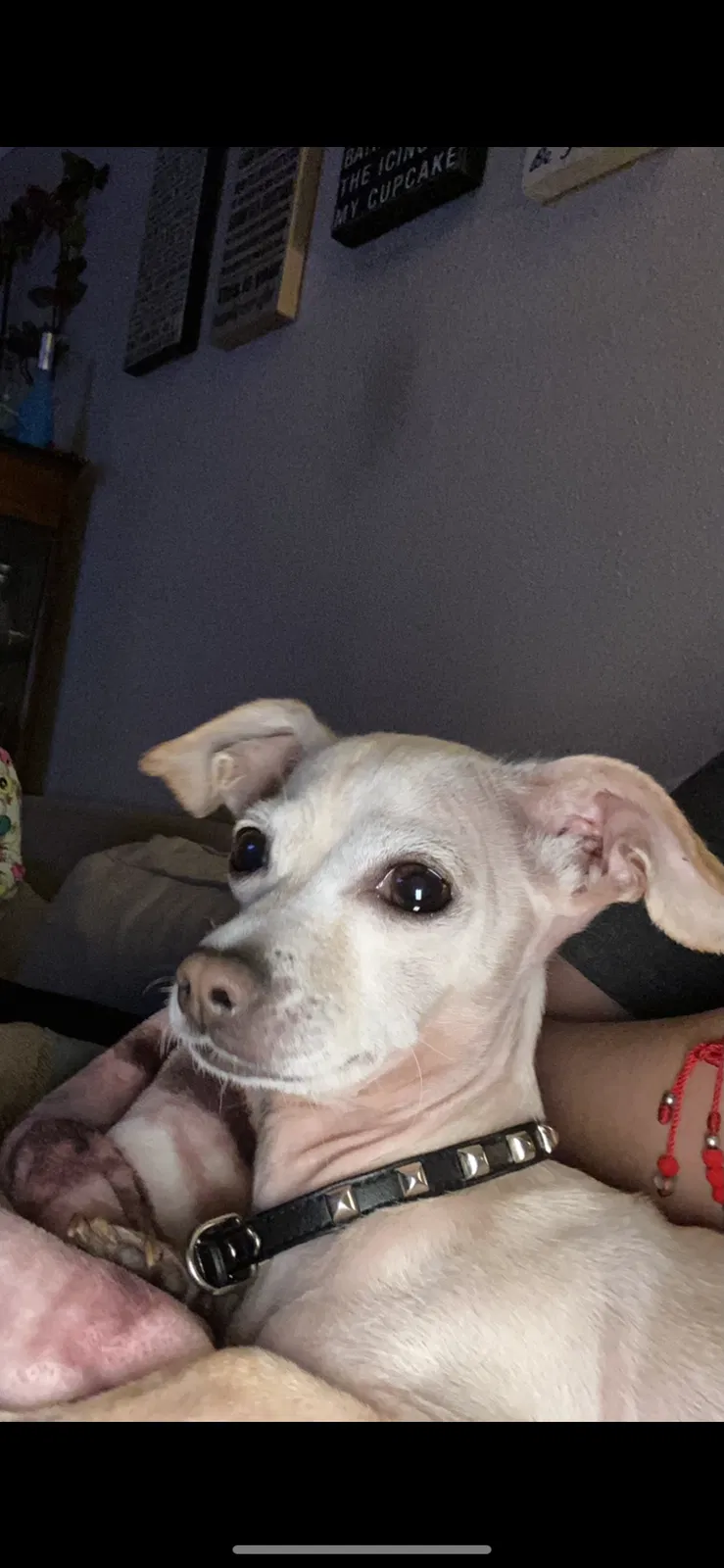 Lost dog in Houston, TX, 77038