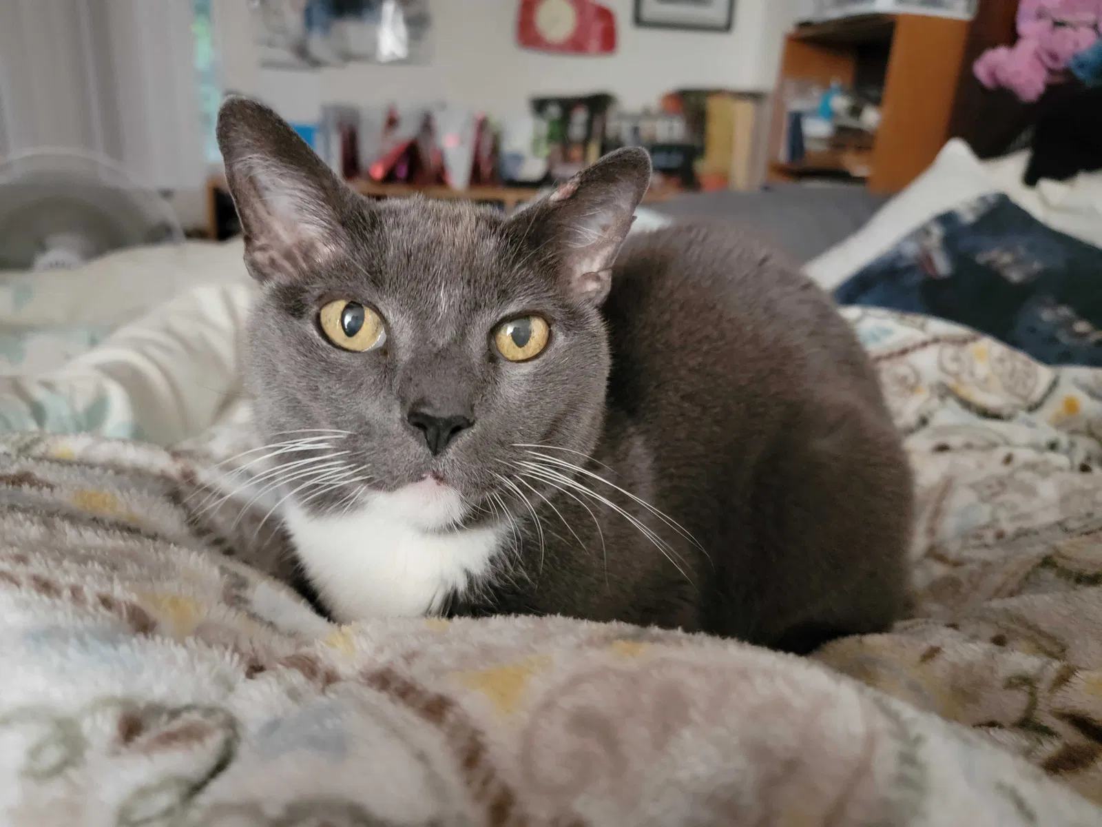 Lost cat in La Mesa, CA, 91942