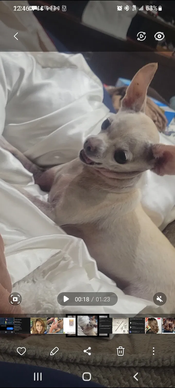 Lost dog in Miami, FL, 33189