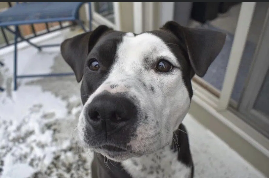 Lost dog in Johnstown, OH, 43031