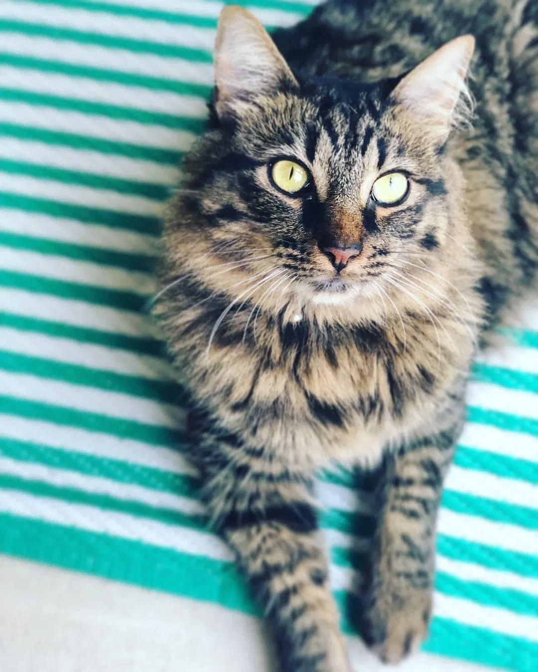 Lost cat in Seguin, TX, 78155