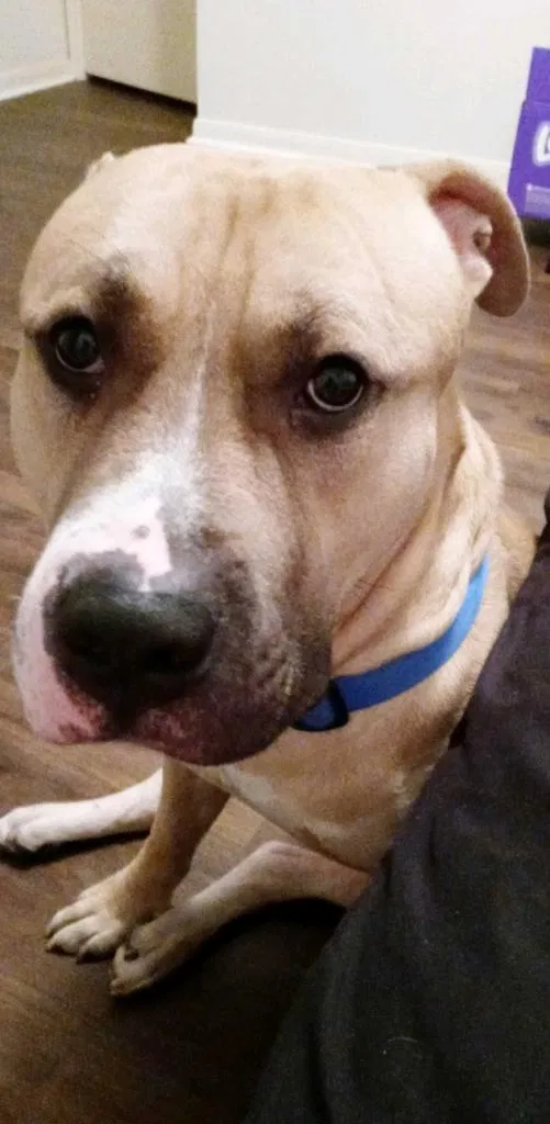 Lost dog in Houston, TX, 77084
