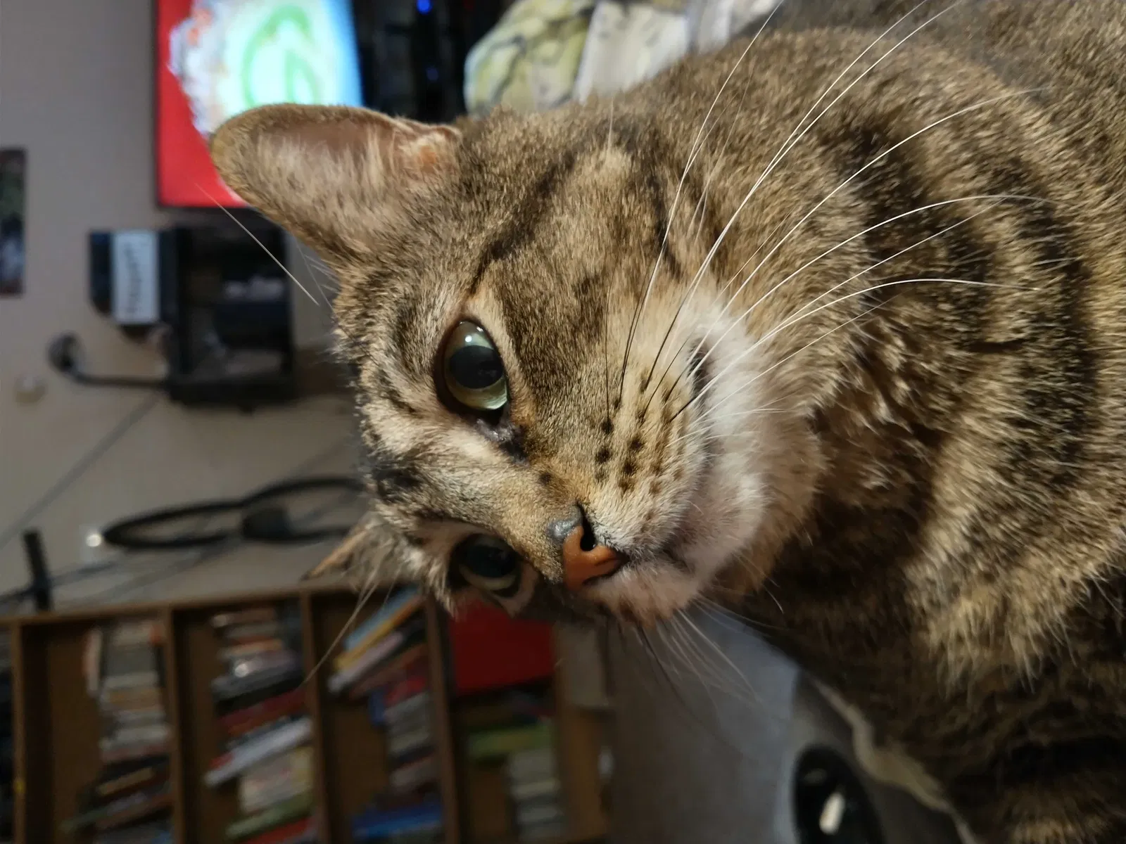 Lost cat in Portland, OR, 97267
