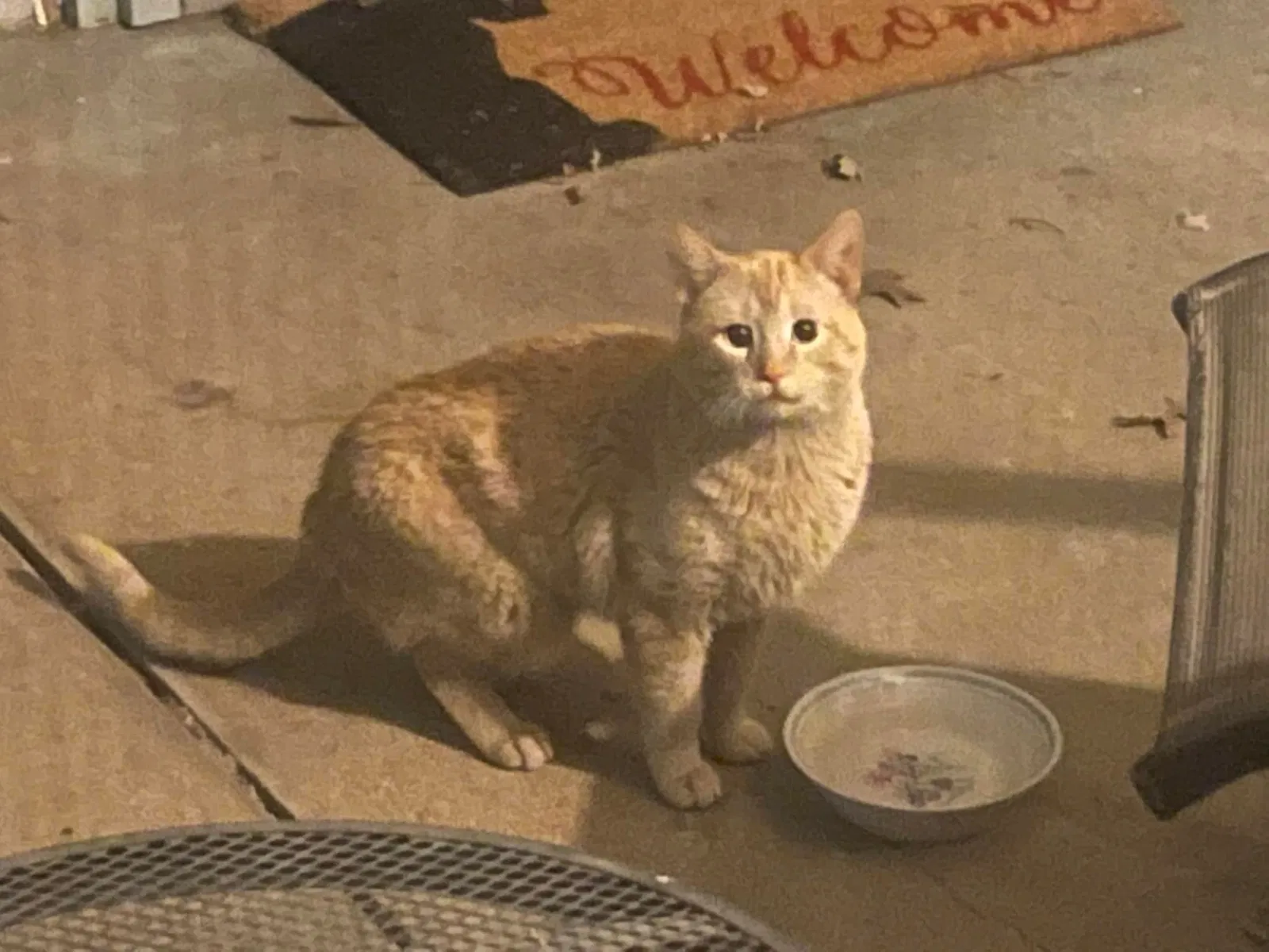 Found cat in Florissant, MO, 63033