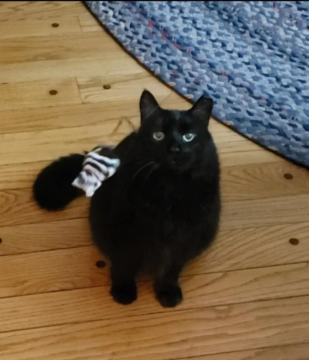 Lost cat in Prairie Village, KS, 66208