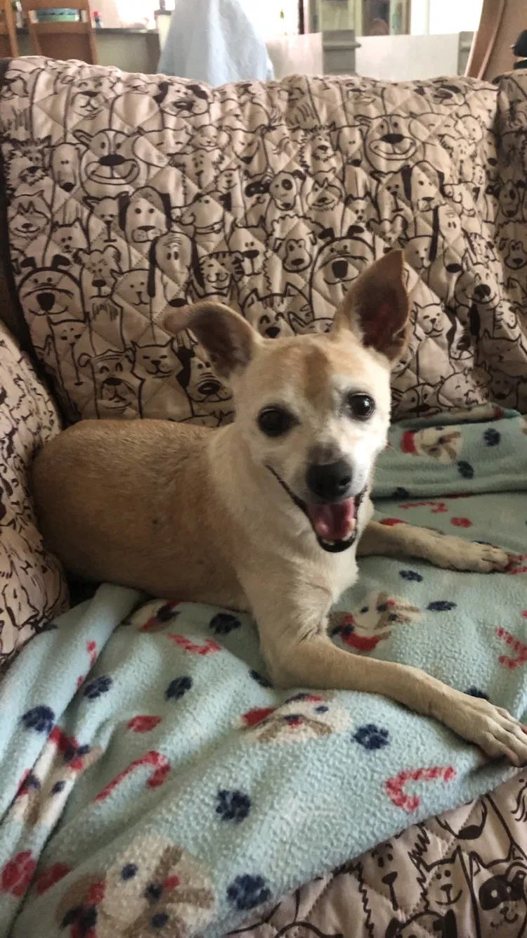 Lost dog in Vero Beach, FL, 32960