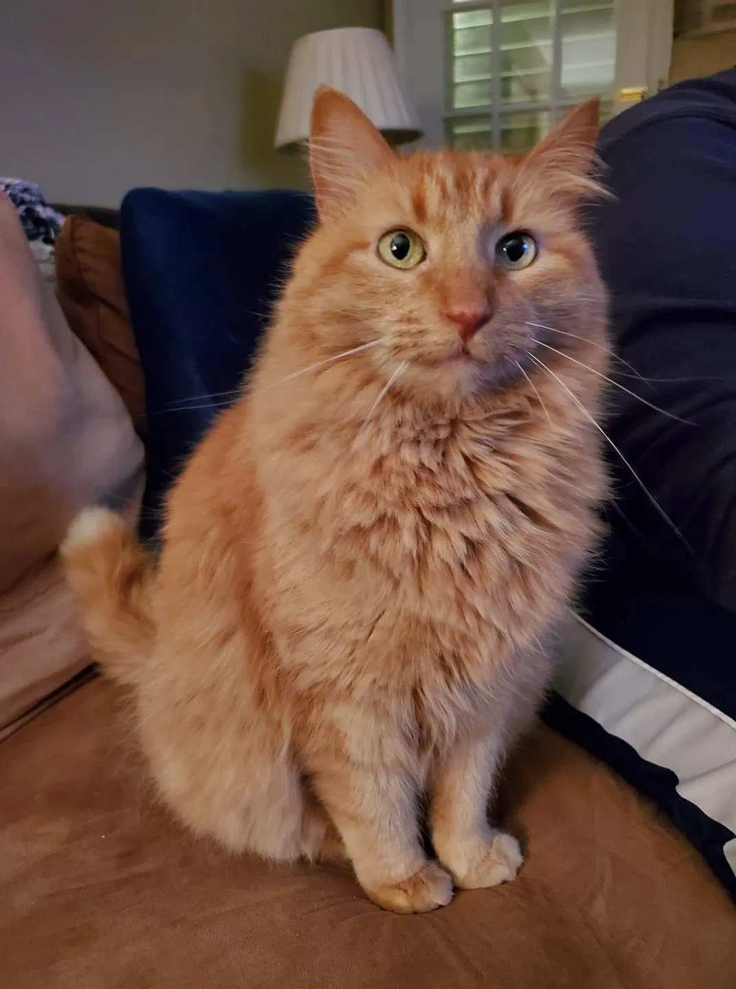 Lost cat in Huntingdon Valley, PA, 19006