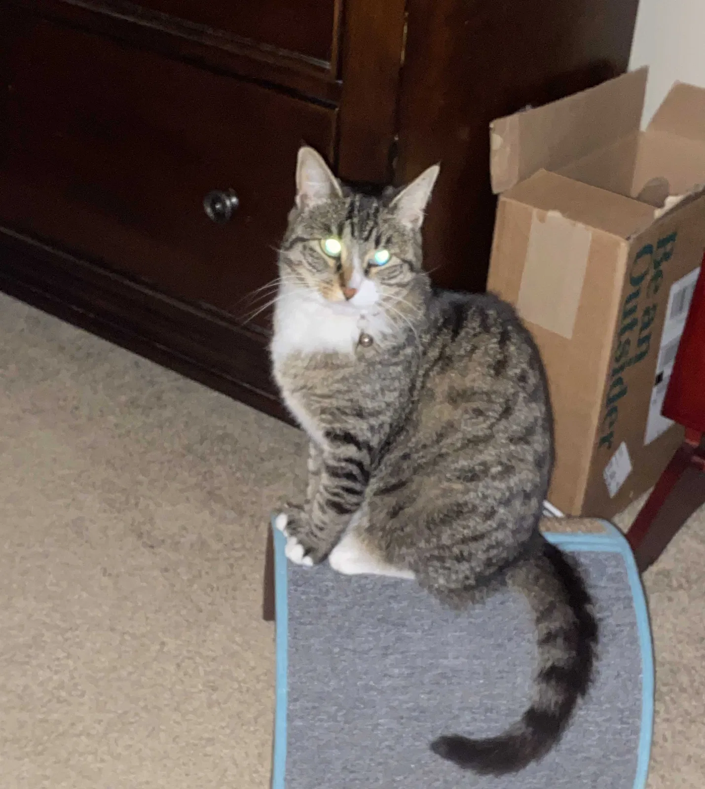 Lost cat in Norristown, PA, 19403