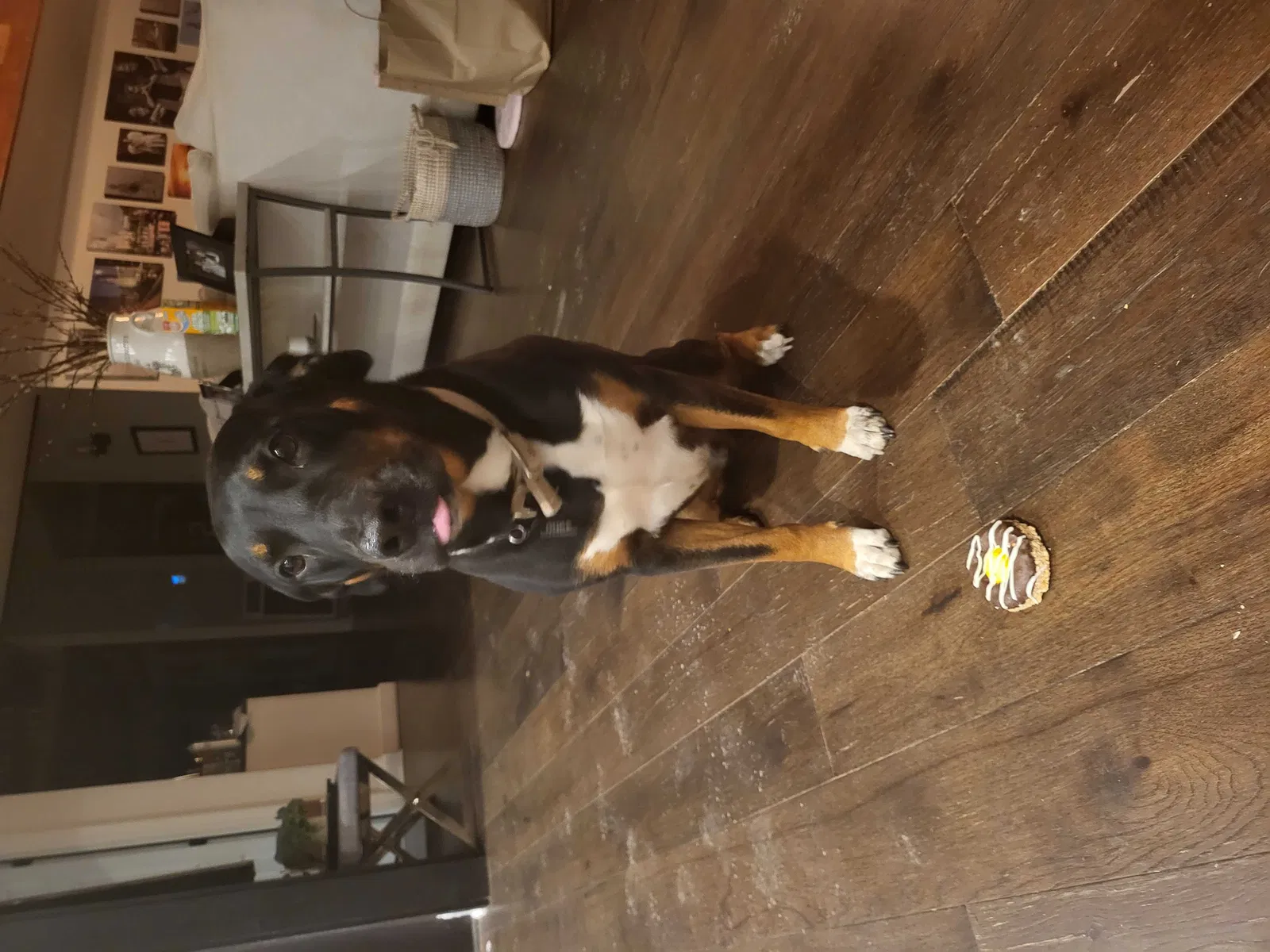 Lost dog in Slidell, LA, 70460