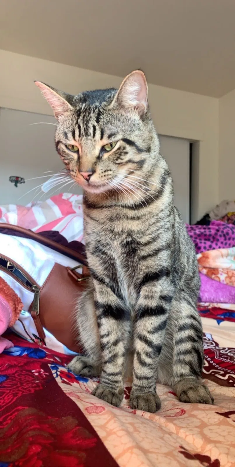 Lost cat in Sacramento, CA, 95823