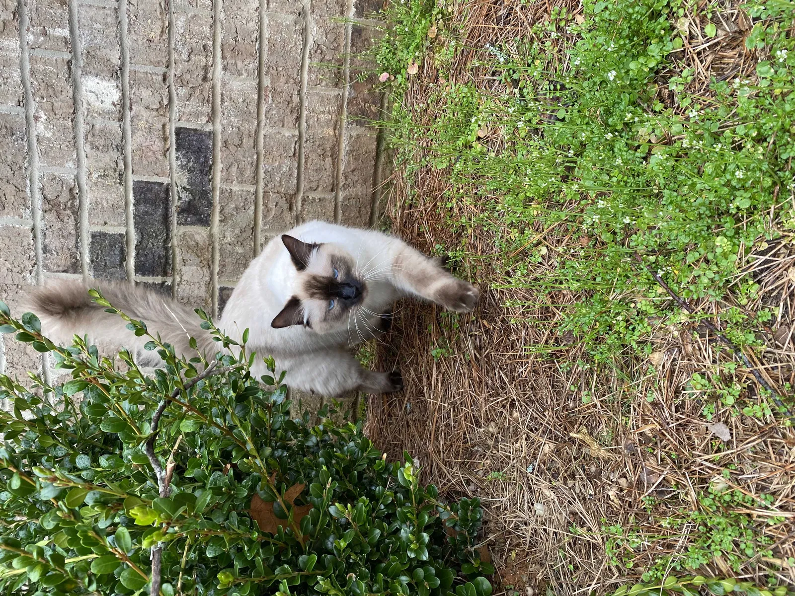 Lost cat in Buford, GA, 30518