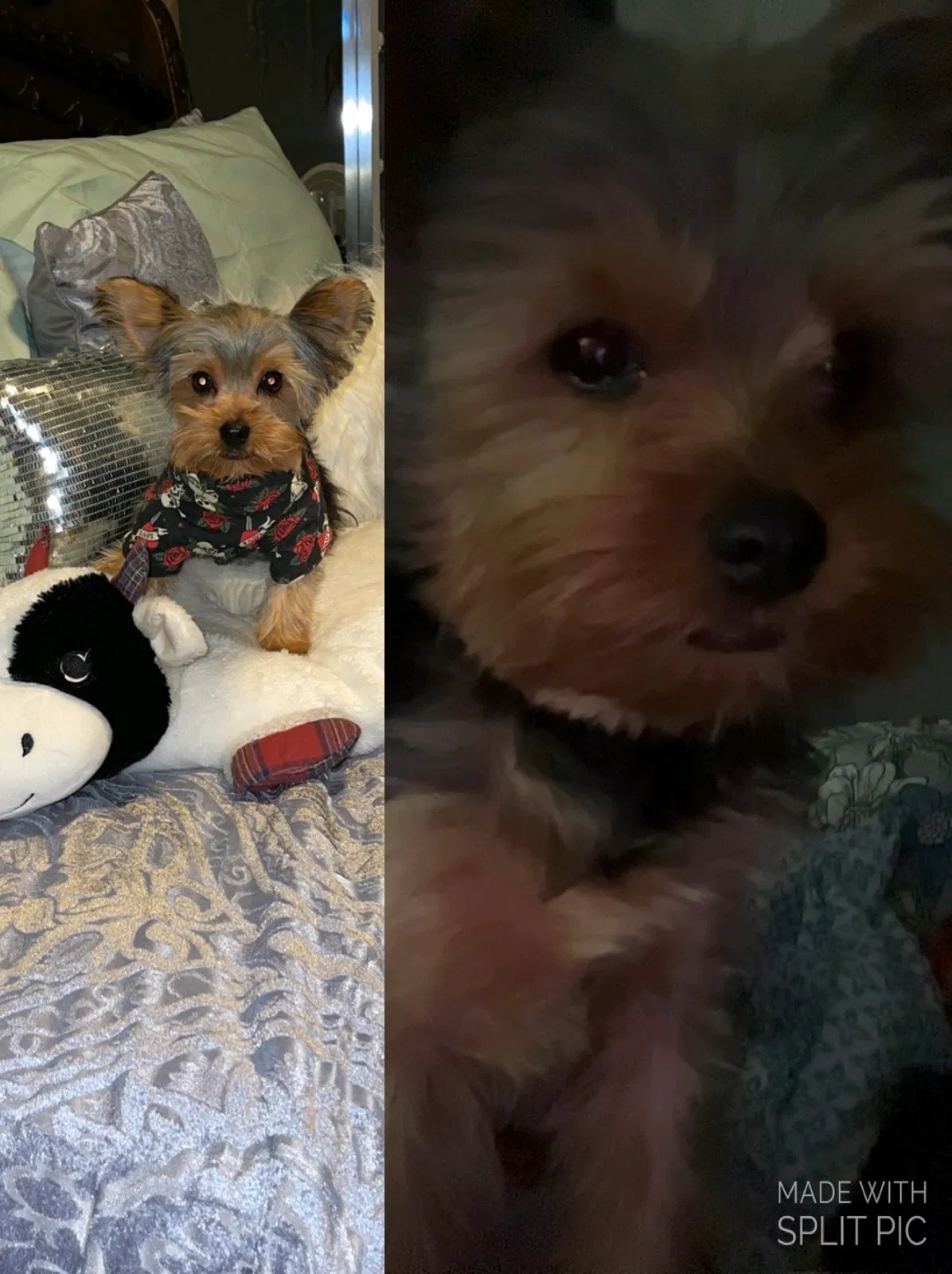 Lost dog in Cincinnati, OH, 45224