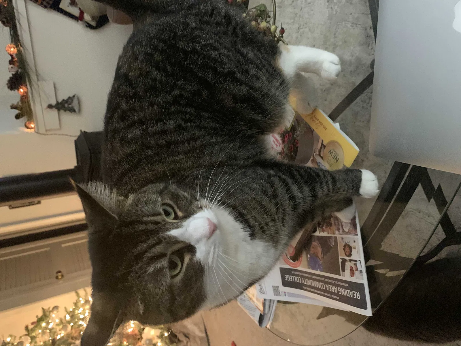 Lost cat in Reading, PA, 19606