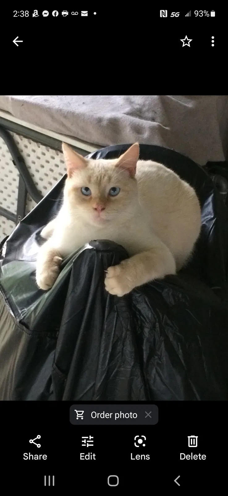 Lost cat in Baytown, TX, 77520