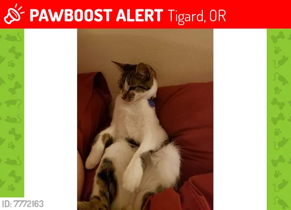 Lost cat in Portland, OR, 97224