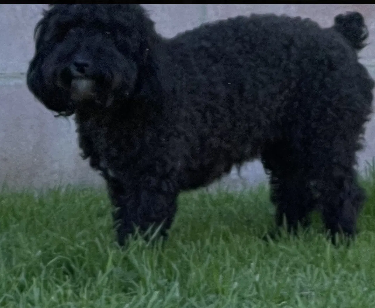 Lost dog in Colton, CA, 92324