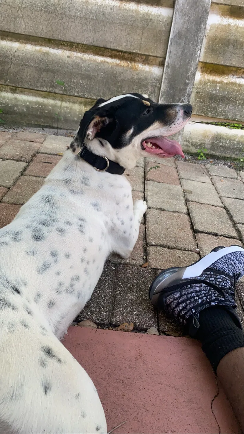 Lost dog in West Palm Beach, FL, 33406